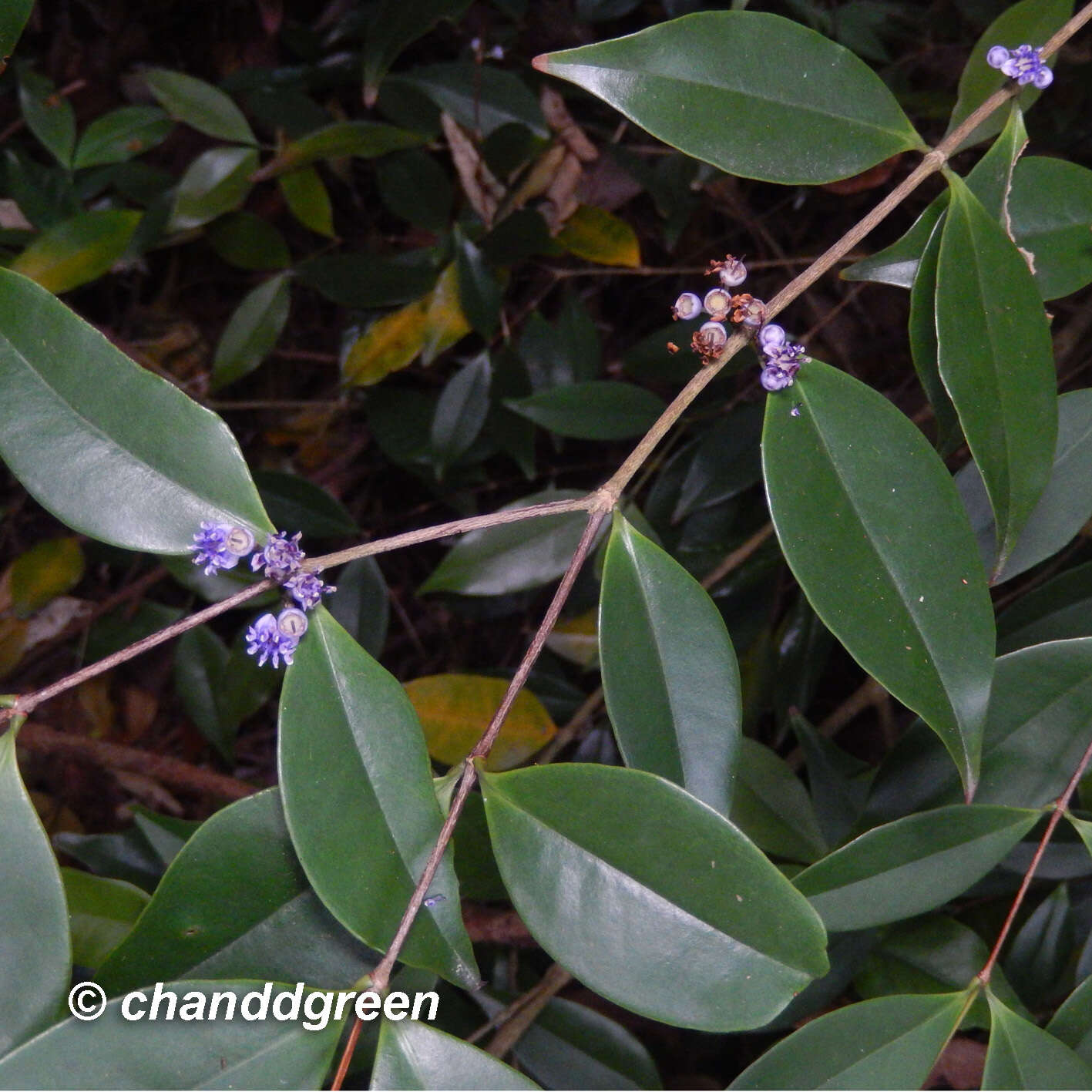 صورة Memecylon ligustrifolium Champ. ex Benth.