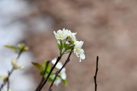 Image of Manchurian crab apple