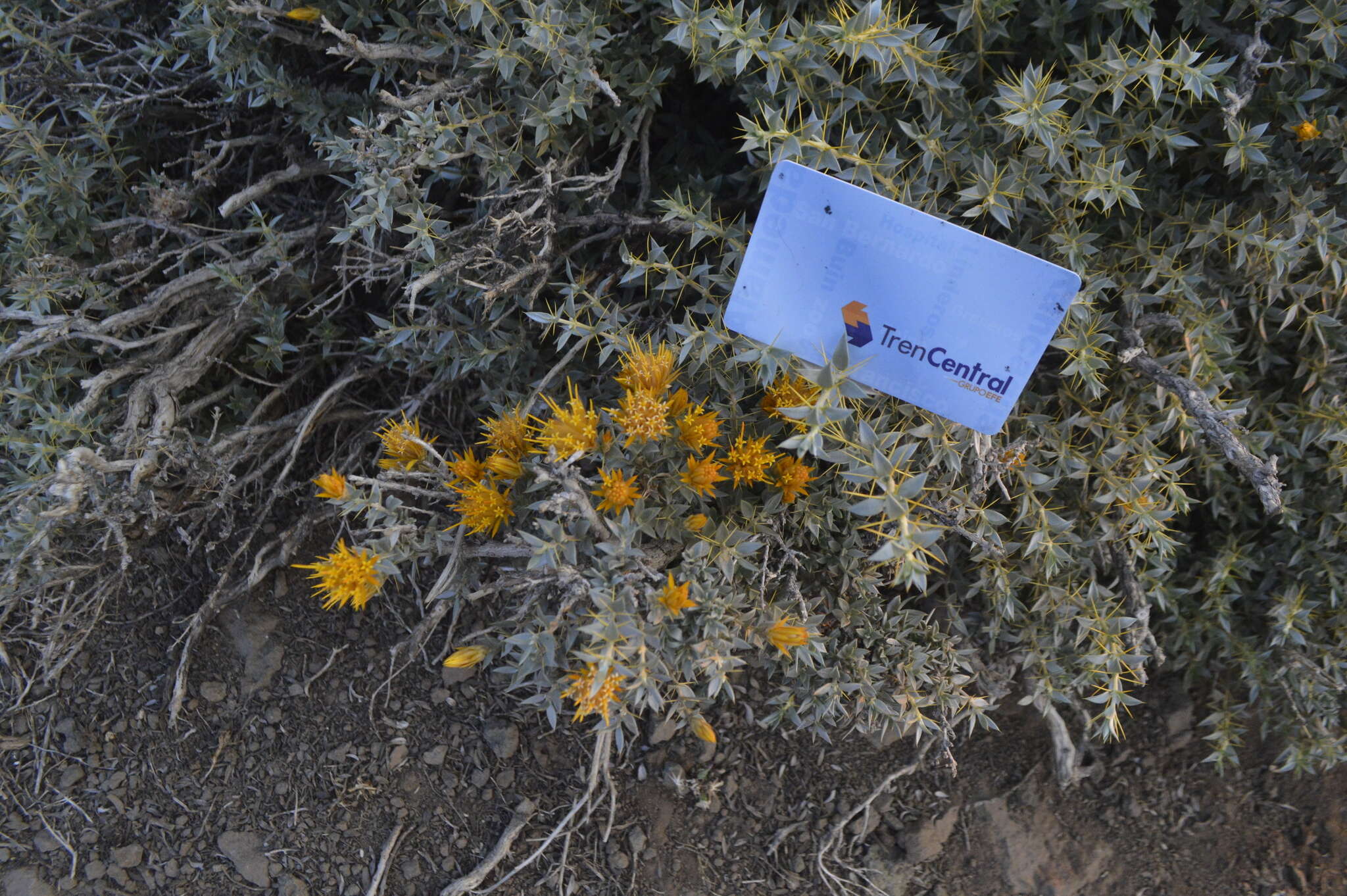 Image of Chuquiraga oppositifolia D. Don