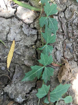 Image de Cissus trifoliata (L.) L.