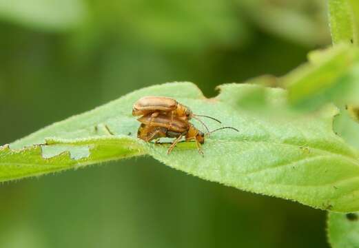 Image of <i>Galerucella pusilla</i>