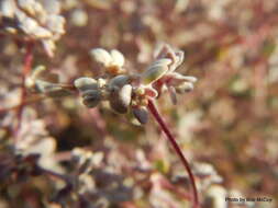 Imagem de Tidestromia suffruticosa var. oblongifolia (S. Wats.) Sánchez del Pino & Flores Olvera