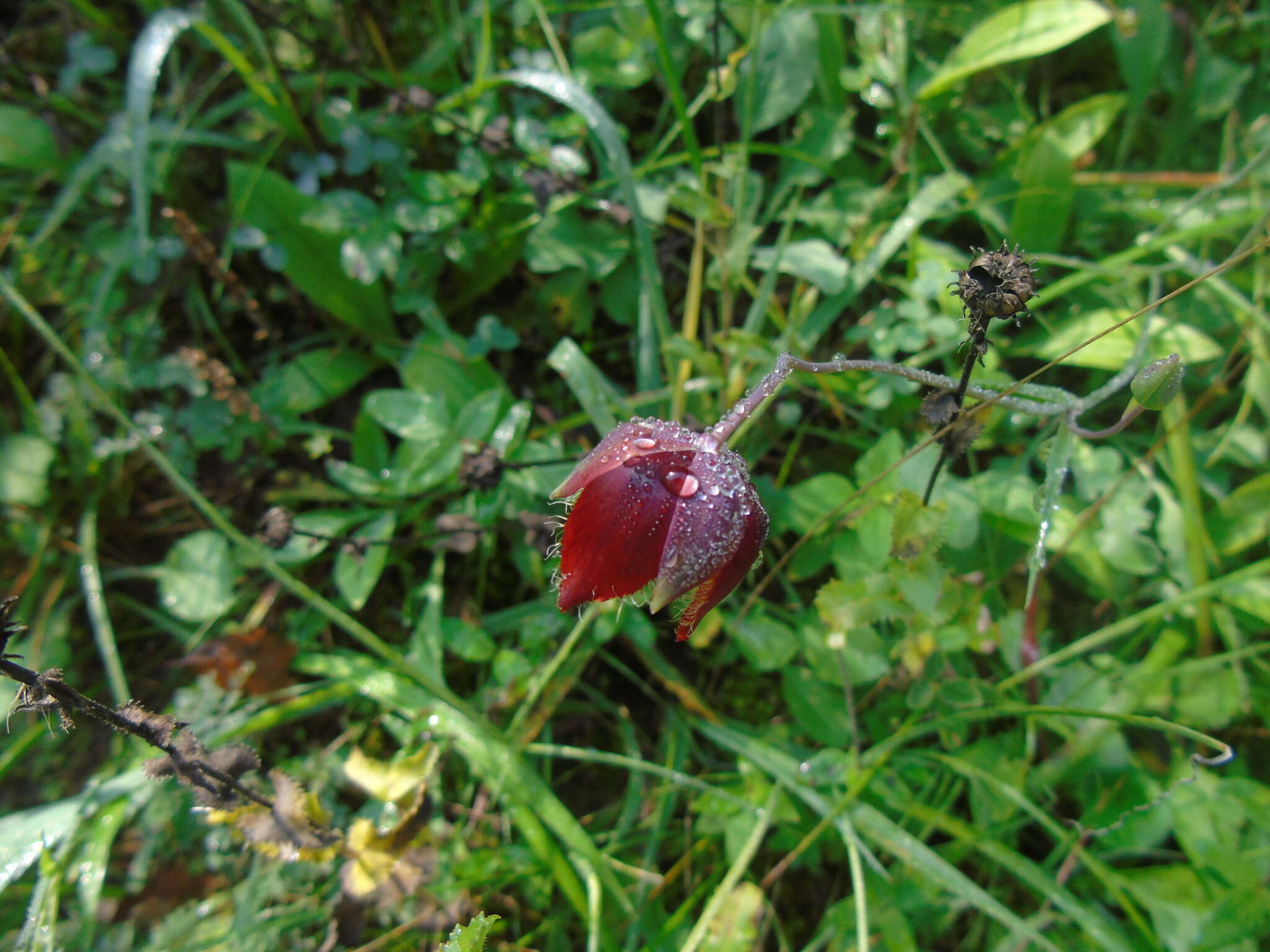 صورة Calochortus marcellae G. L. Nesom