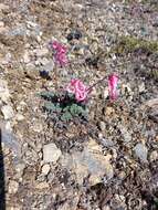 Image of Dicentra peregrina (Rudolph) Makino