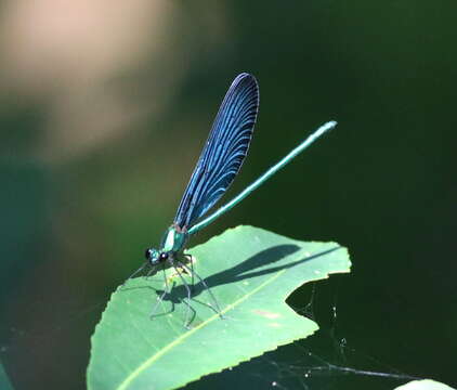 Image of Matrona cyanoptera Hämäläinen & Yeh 2000