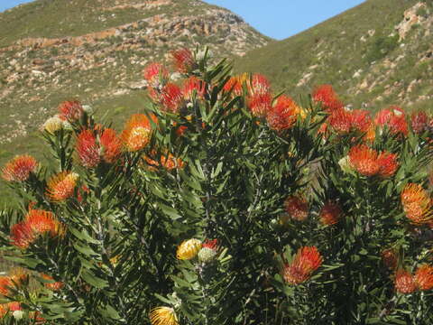 Image of Leucospermum erubescens Rourke