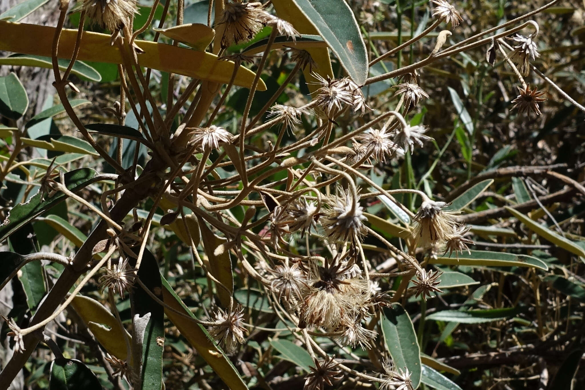 Image of Olearia alpicola (F. Müll.) F. Müll.