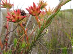 Crassula fascicularis Lam. resmi