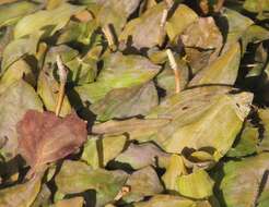 Image of Fen Pondweed