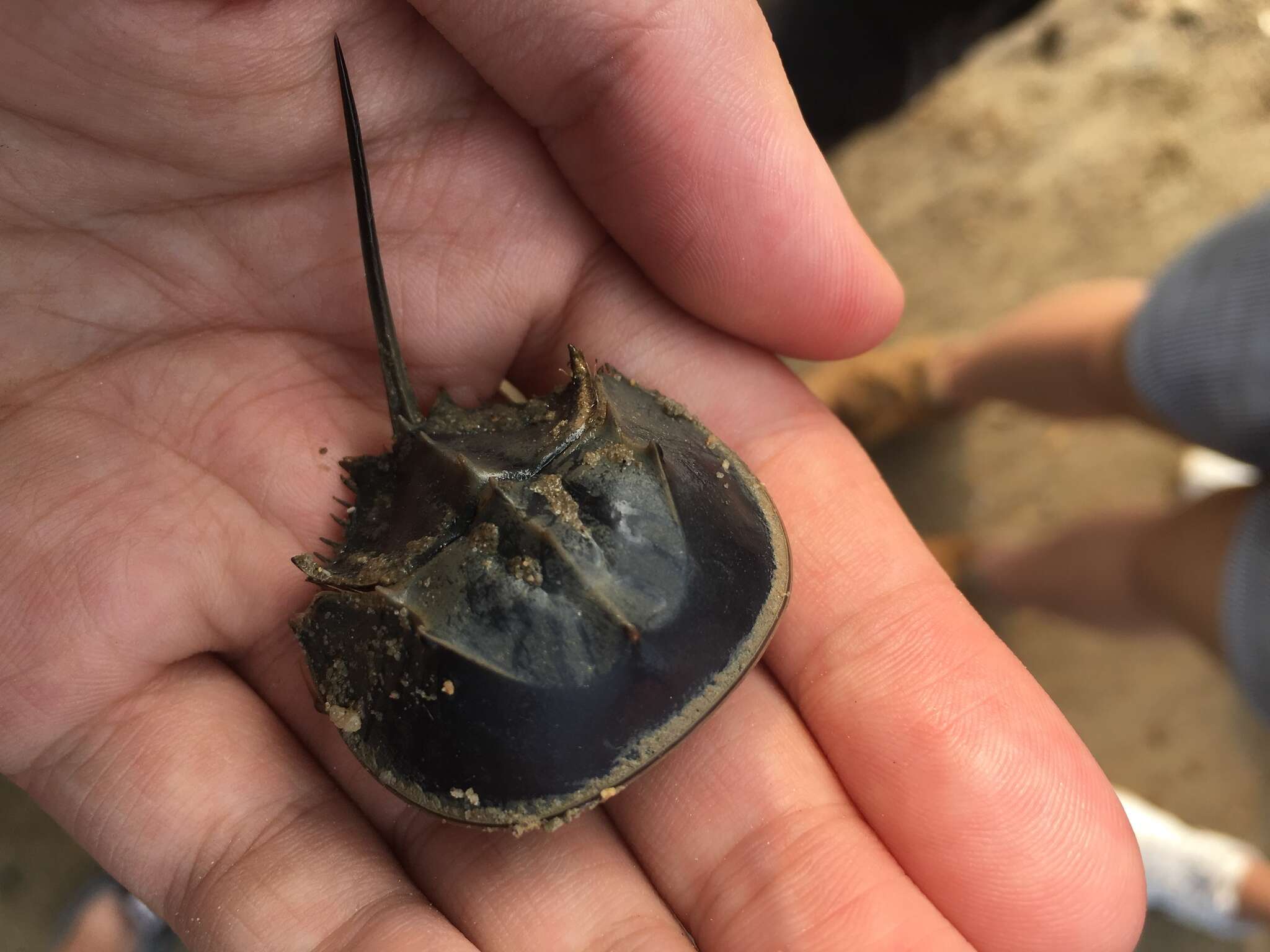 Image of Horseshoe Crab