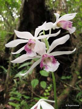 Image of Phaius pulchellus var. ambrensis Bosser