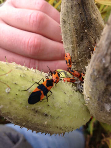 Image of Large Milkweed Bug