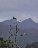 Image of Barking Imperial Pigeon