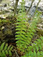 Image of Braun's hollyfern