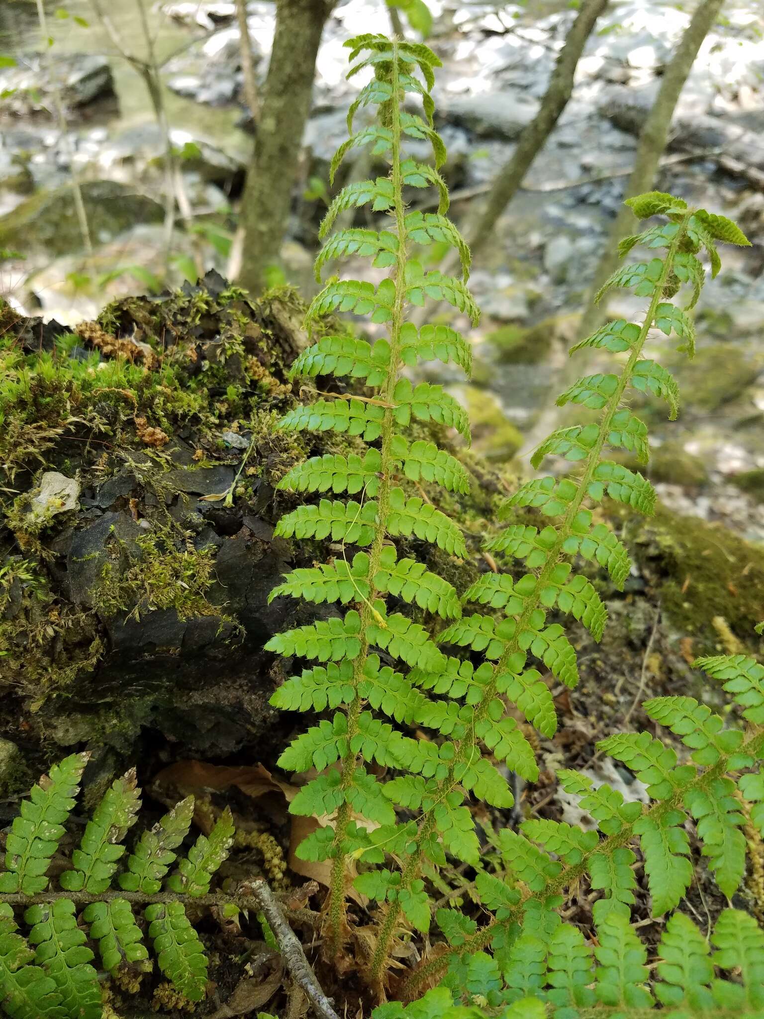 Image of Braun's hollyfern