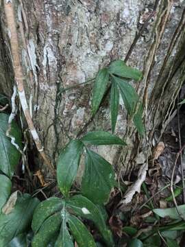 Sivun Amydrium zippelianum (Schott) Nicolson kuva