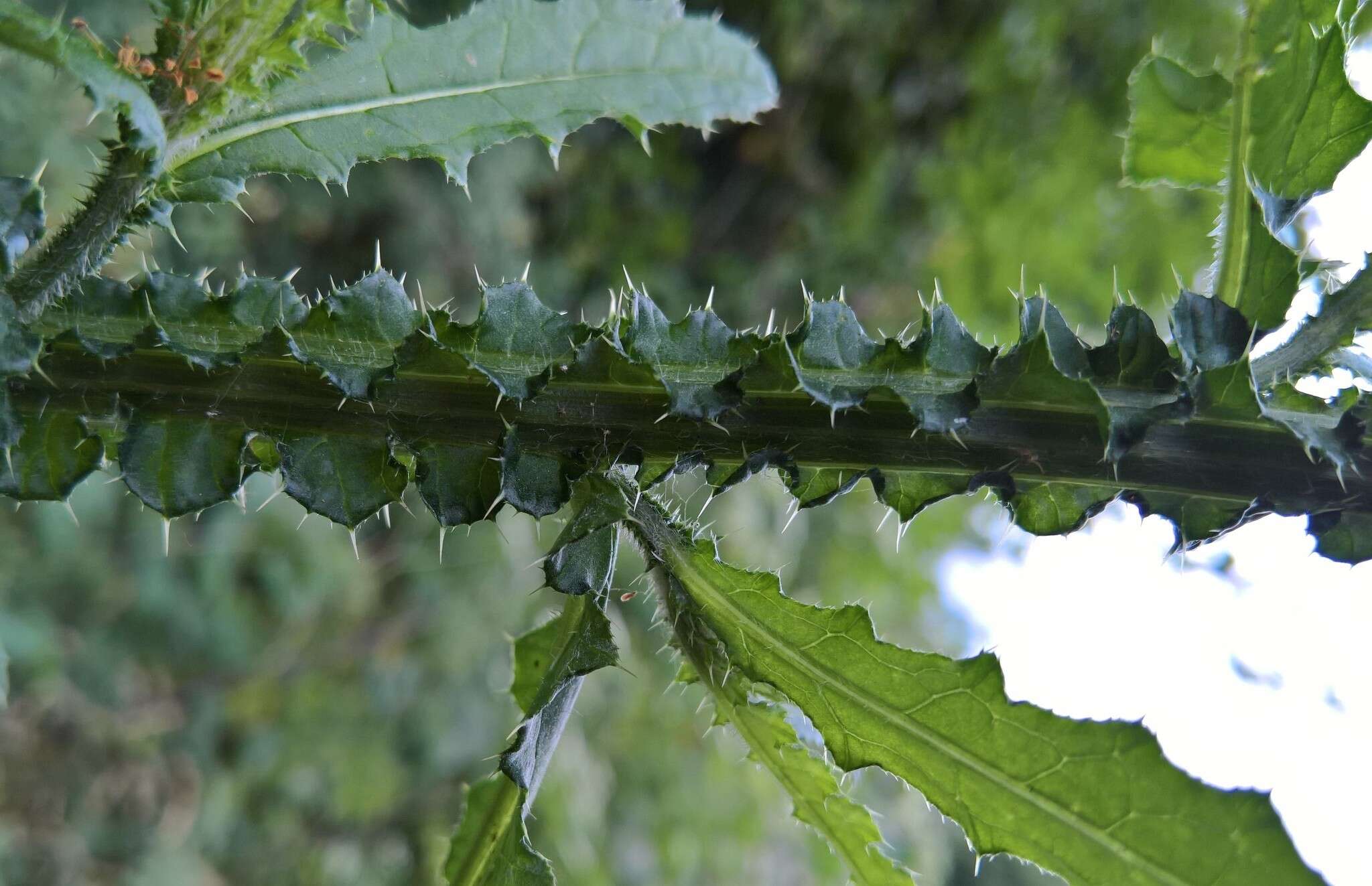 Image of Carduus crispus subsp. crispus