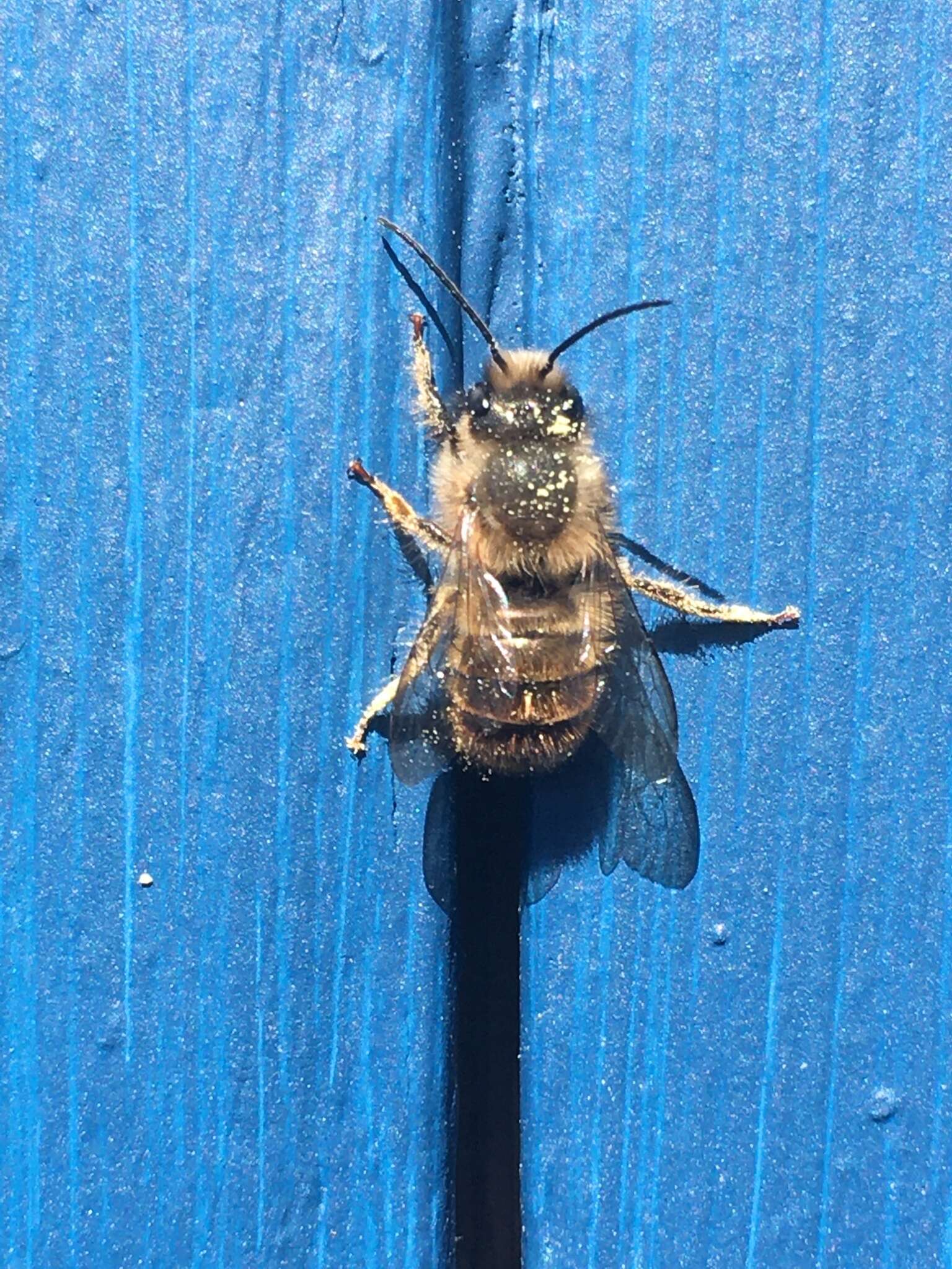 Image of Hornfaced bee