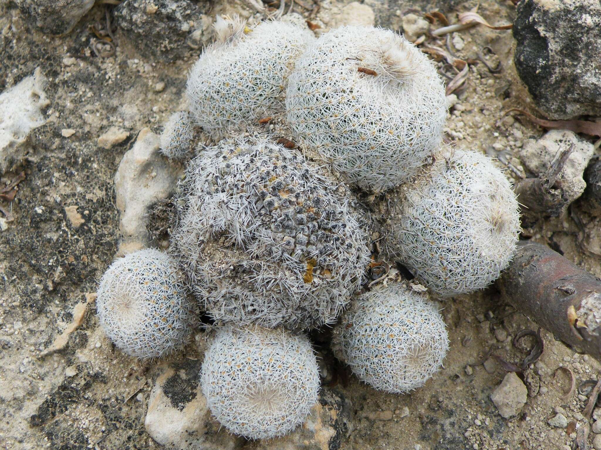 Image of Epithelantha greggii subsp. polycephala