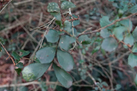 Image of Cupaniopsis shirleyana (Bailey) Radlk.