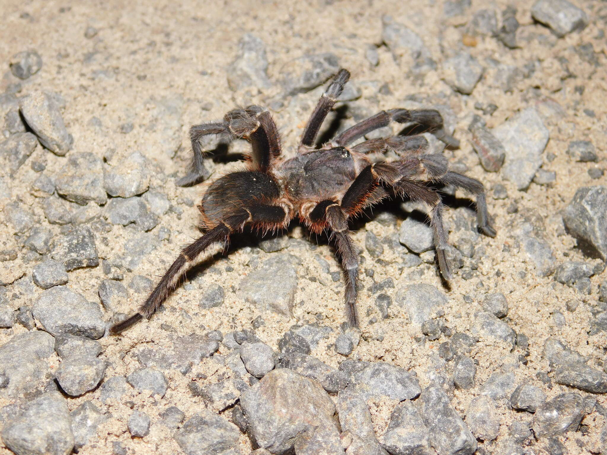 Image of Acanthoscurria cordubensis Thorell 1894