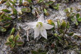 Image of Wahlenbergia congesta (Cheeseman) N. E. Br.