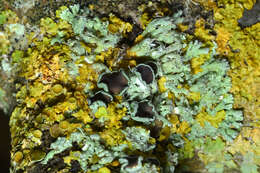 Image of rosette lichen