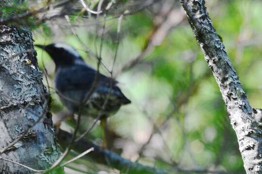 Image of Siberian Thrush