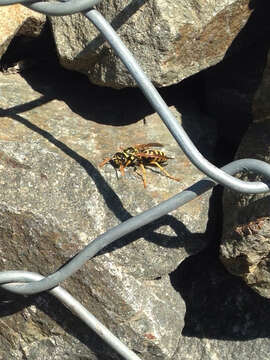 Image of European Paper Wasp