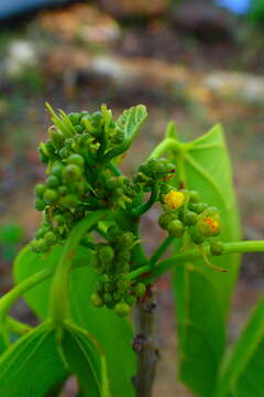 Image of Byttneria ambongensis Arenes