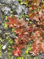 Imagem de Epilobium tasmanicum Hausskn.