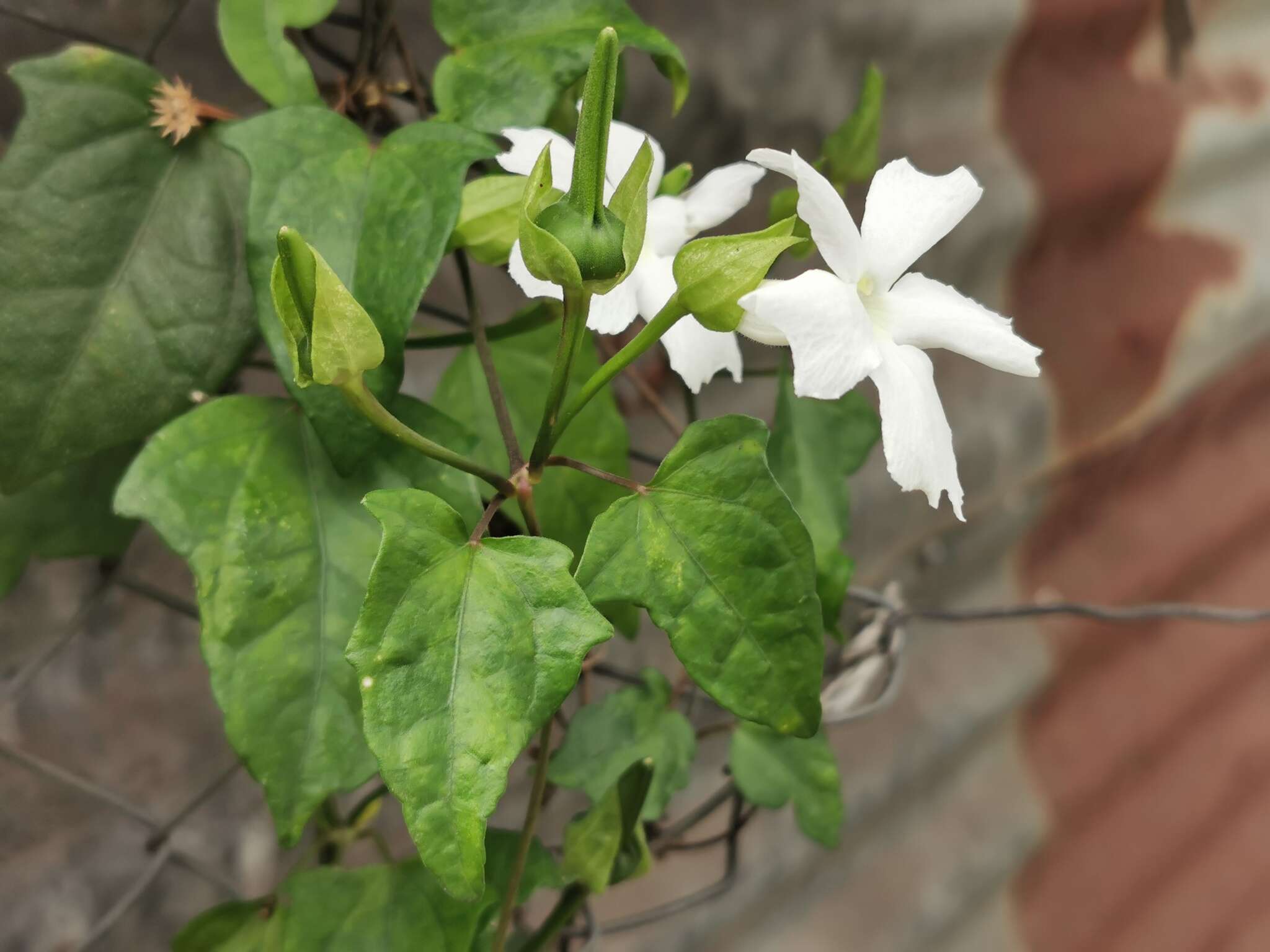 Image of Thunbergia laevis Wall. ex Nees