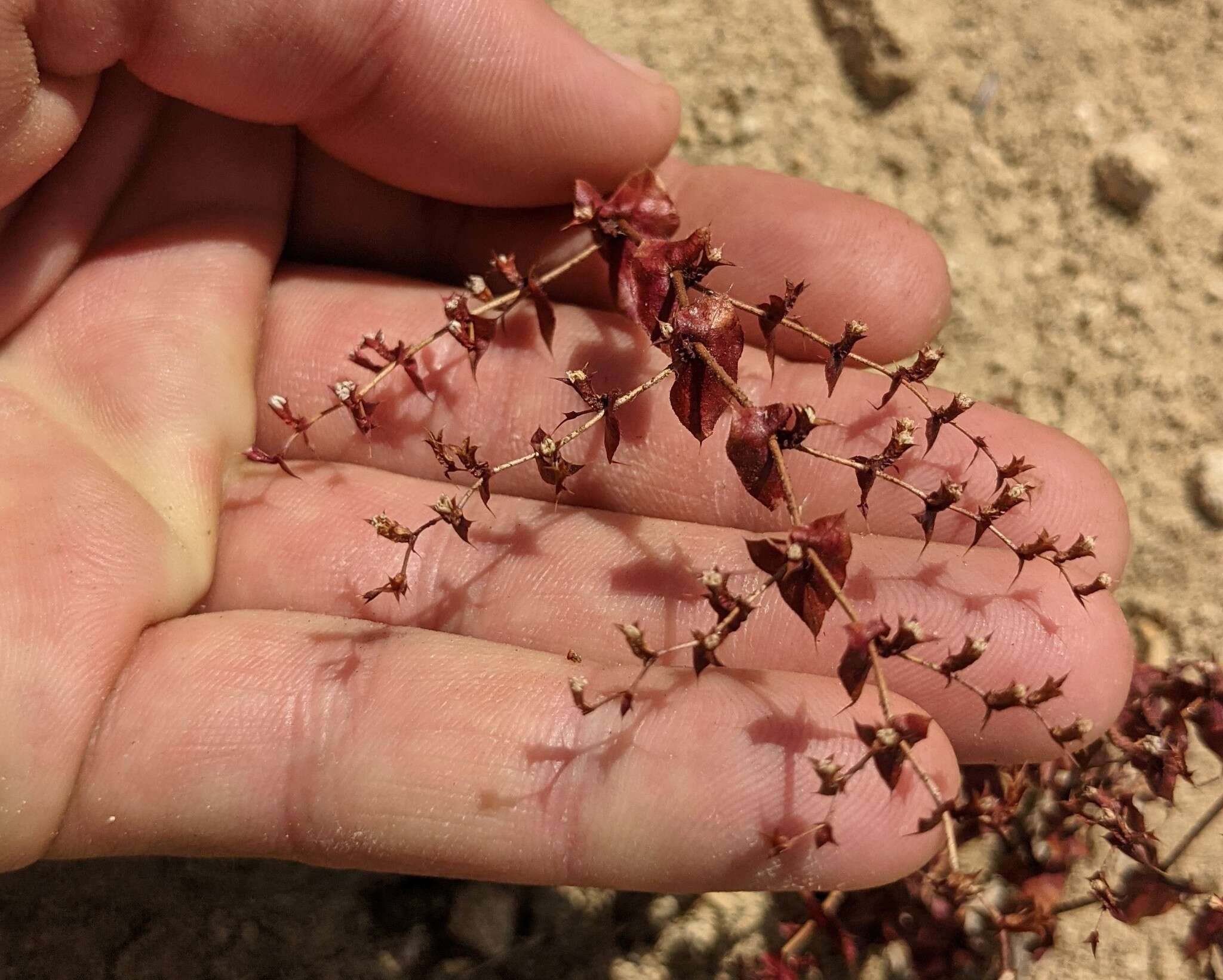 Mucronea perfoliata (A. Gray) A. Heller的圖片