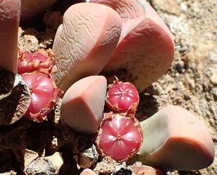 Imagem de Cerochlamys pachyphylla (L. Bol.) L. Bol.