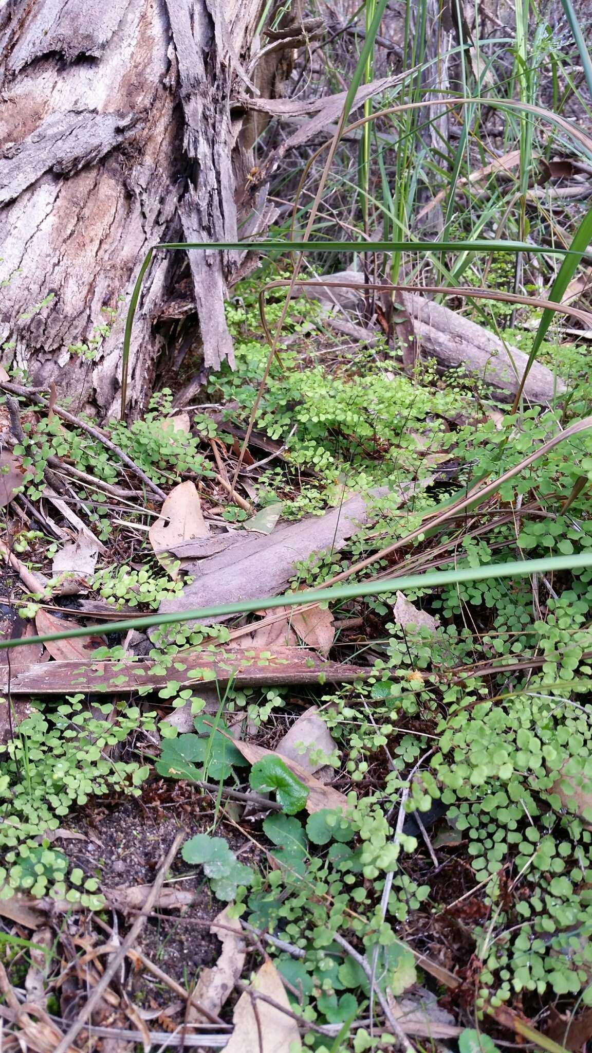 Image of Adiantum aethiopicum L.