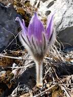 Pulsatilla halleri subsp. slavica (Reuss) Zämelis的圖片