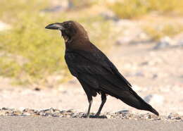 Plancia ëd Corvus ruficollis Lesson & R 1831