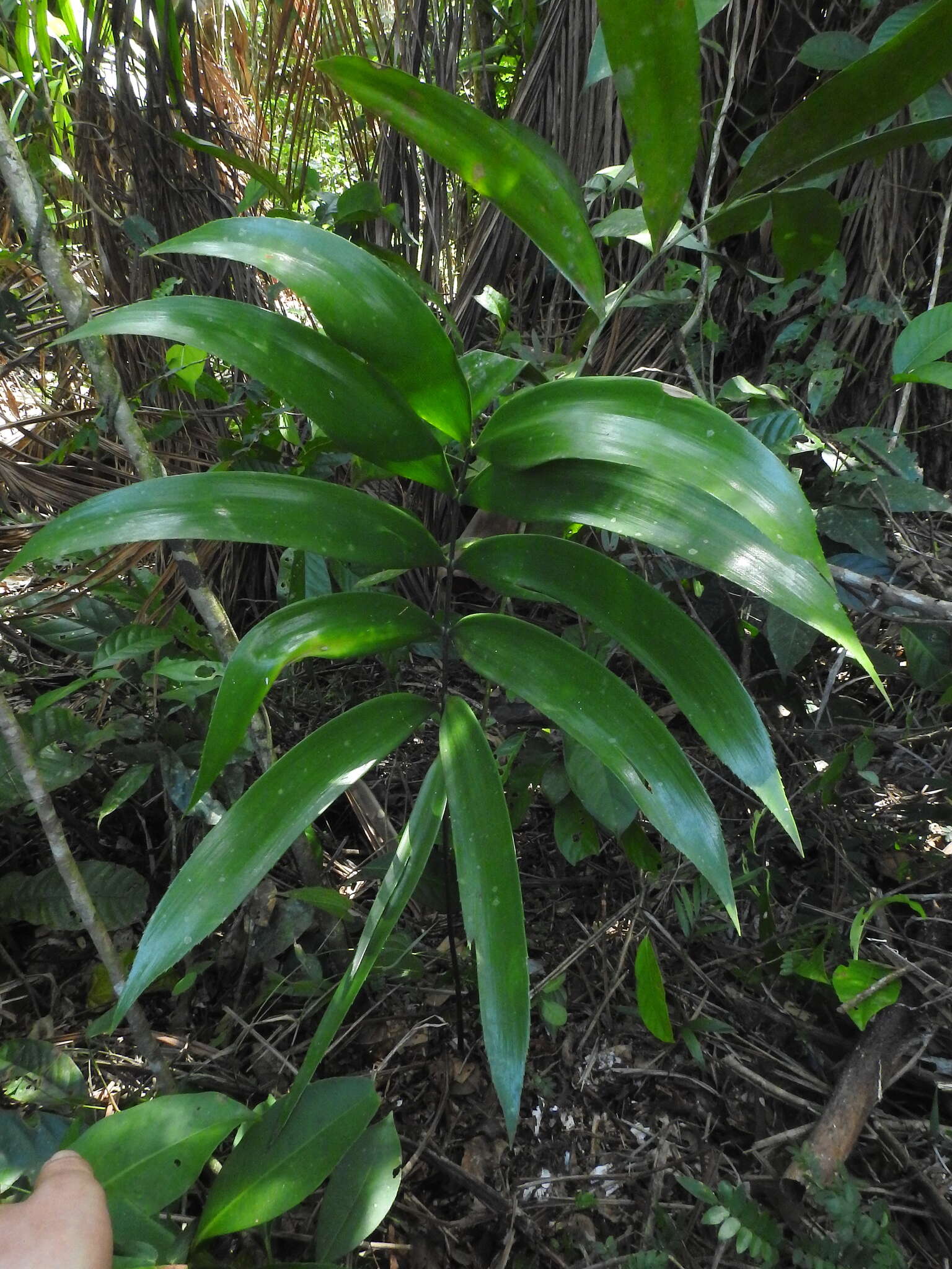 Image de Zamia incognita A. Lindstr. & Idárraga