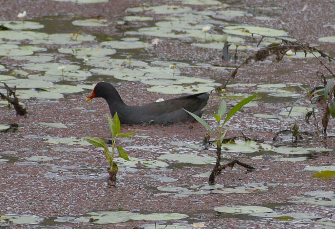 Plancia ëd Gallinula tenebrosa tenebrosa Gould 1846