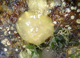 Image of yellow-plumed sea slug