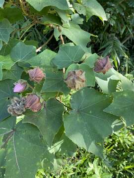 Image of Hibiscus indicus (Burm. fil.) Hochr.