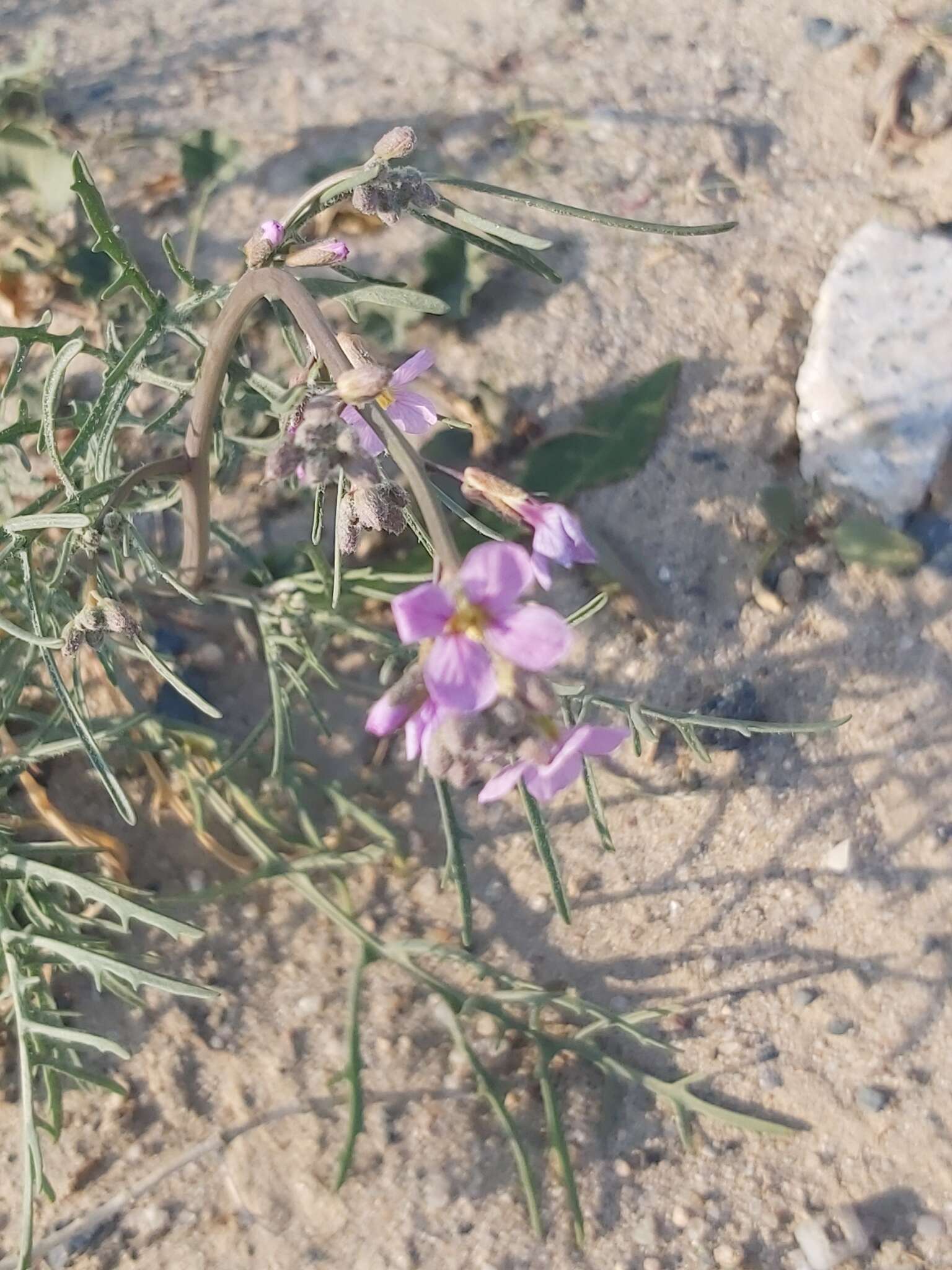 Plancia ëd Cakile arabica Velen. & Bornm.