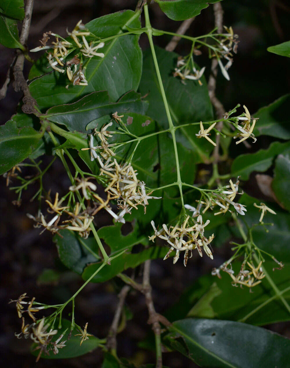 Слика од Ixora timorensis Decne.