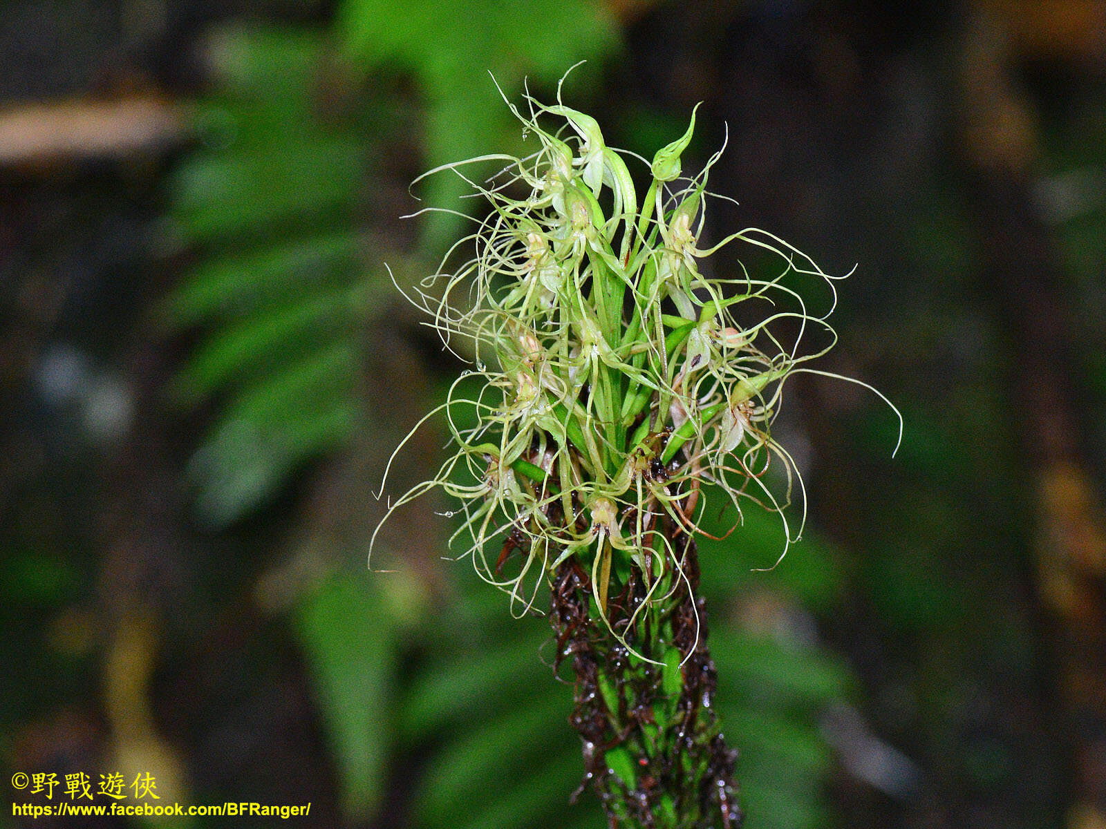 Habenaria pantlingiana Kraenzl. resmi