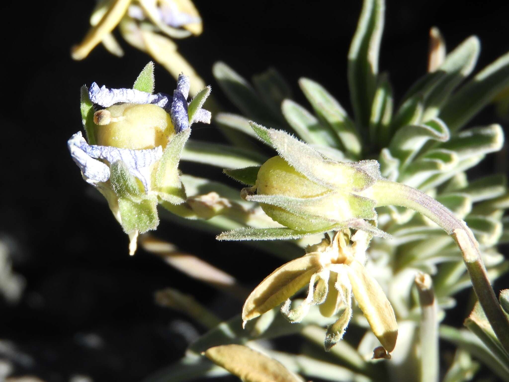 Image of Viola cheiranthifolia Humb. & Bonpl.