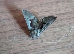 Image of Large Looper Moth, Broken-banded Y