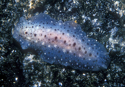 Imagem de Dendrodoris elongata Baba 1936