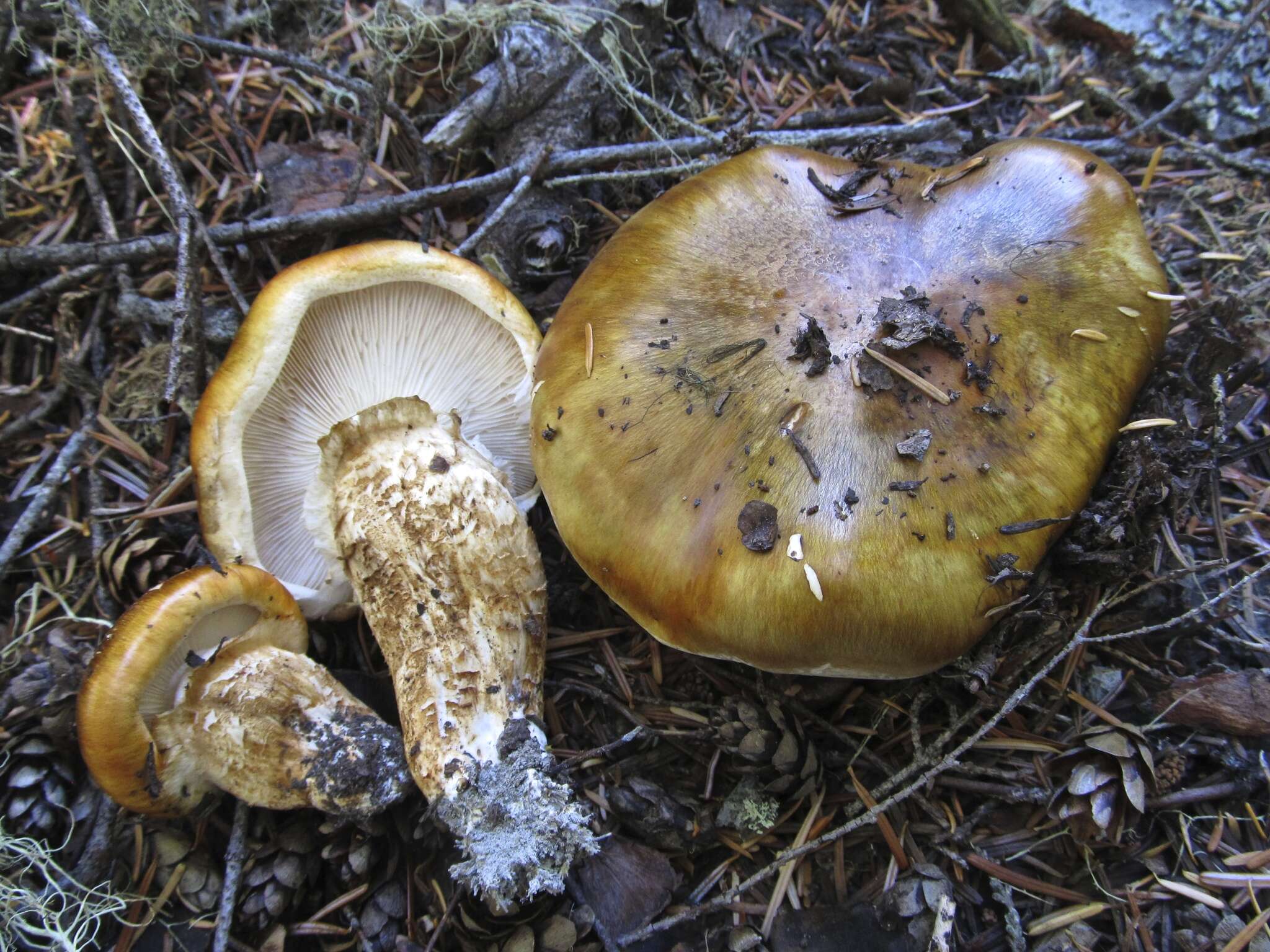 Image of Tricholoma focale (Fr.) Ricken 1914