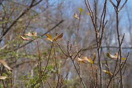 Image of Northern Bayberry