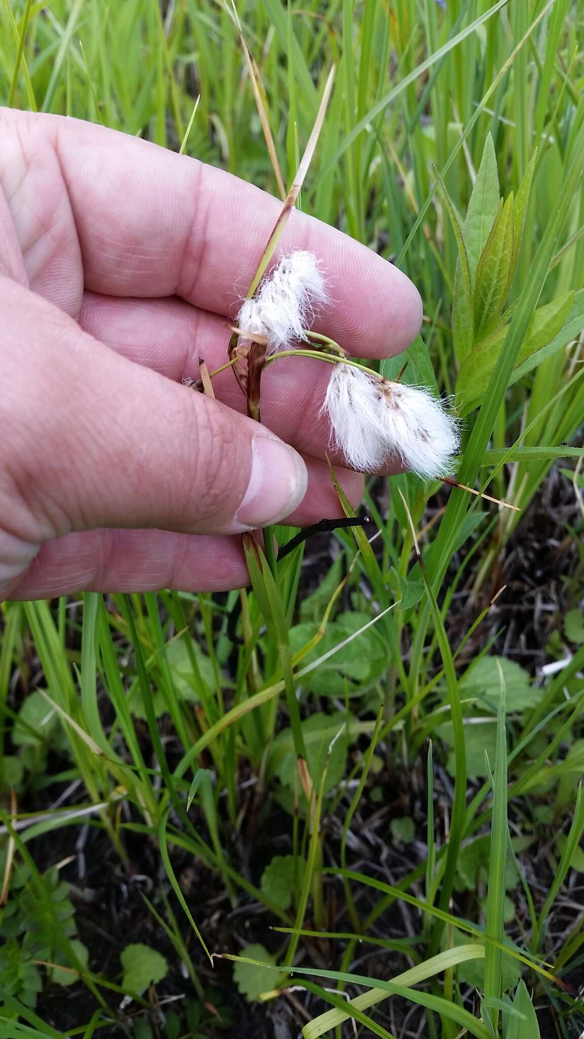 Image of common cottongrass